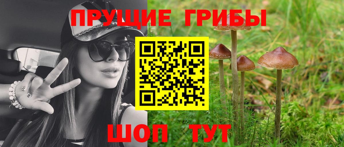 Псилоцибиновые грибы Psilocybe Артёмовский